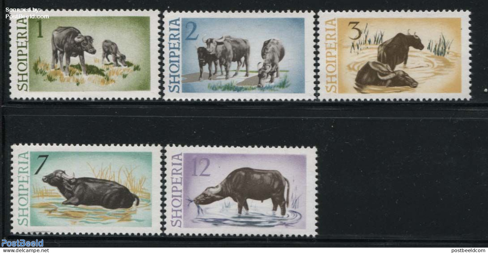 Albania 1965 Water Buffel 5v, Mint NH, Nature - Animals (others & Mixed) - Cattle - Albania