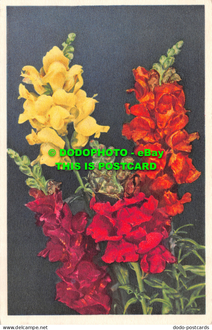 R502988 No. 656. Antirrhinum Majus. Mufle De Lion. Snapdragon. Lowenmaul. Stehli - Monde