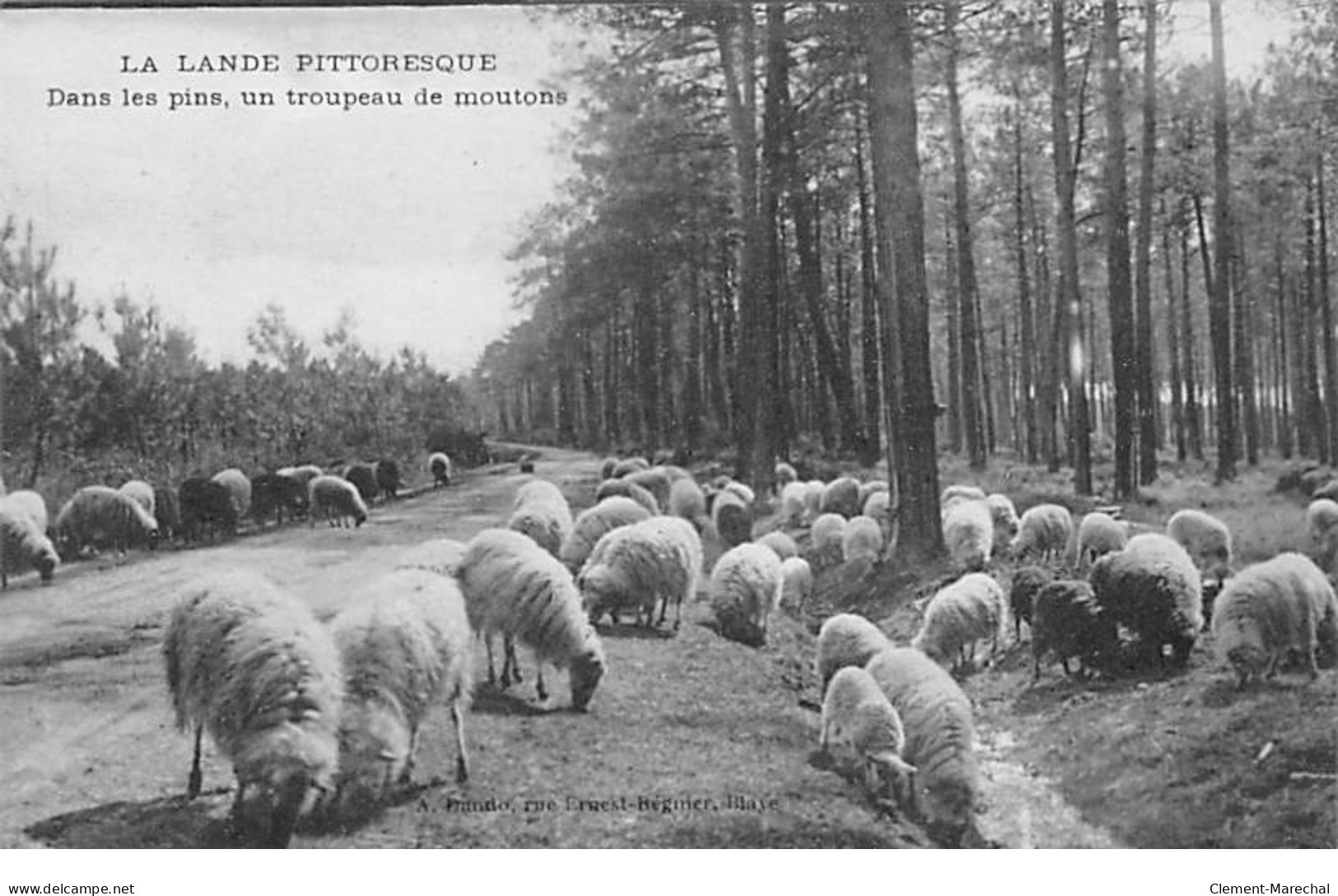 LA LANDE PITTORESQUE - Dans Les Pins, Un Troupeau De Moutons - Très Bon état - Andere & Zonder Classificatie