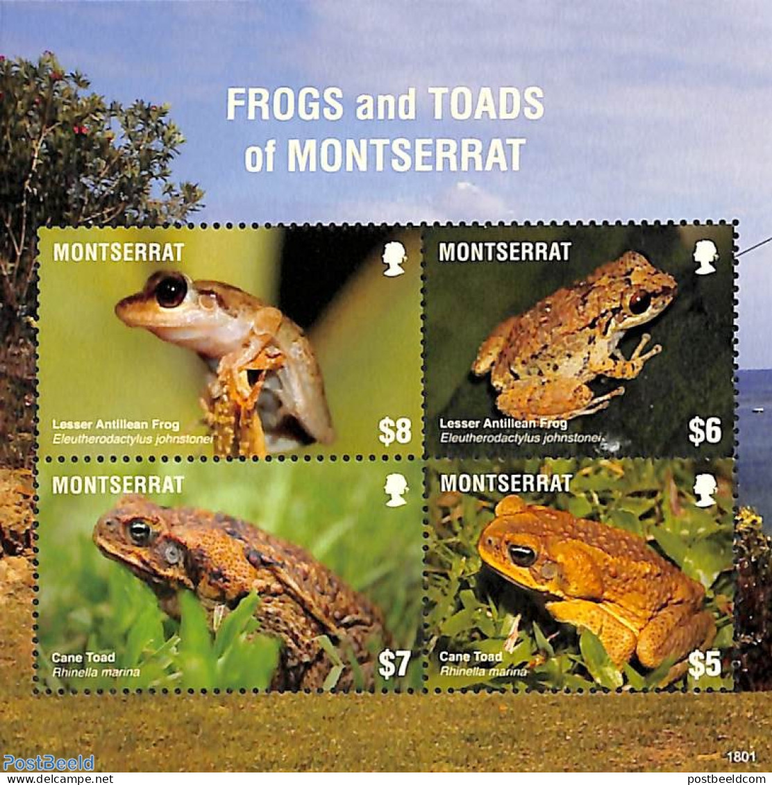 Montserrat 2018 Frogs 4v M/s, Mint NH, Nature - Frogs & Toads - Reptiles - Autres & Non Classés