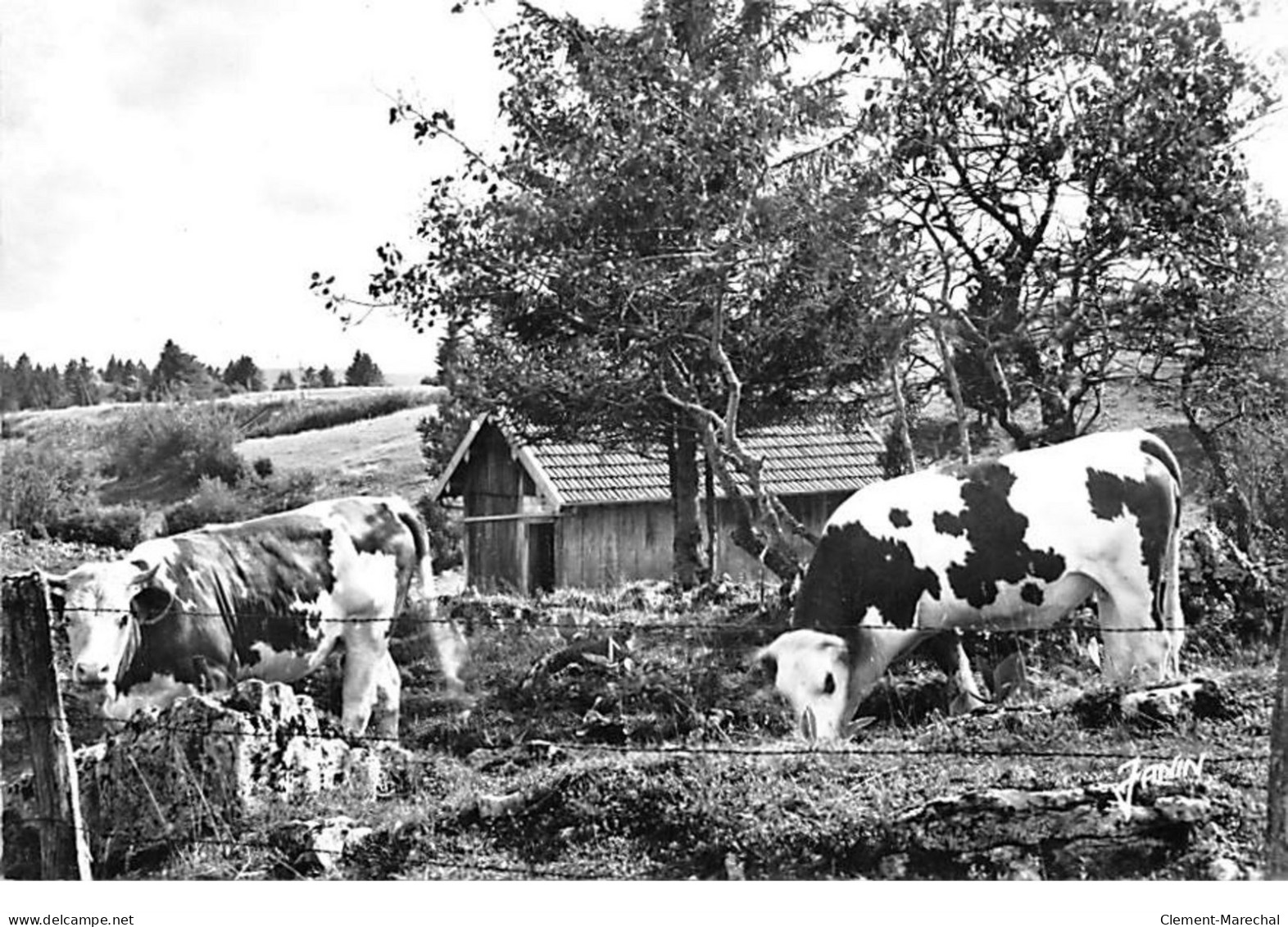 Pâturage Dans Le HAUT DOUBS - Très Bon état - Autres & Non Classés