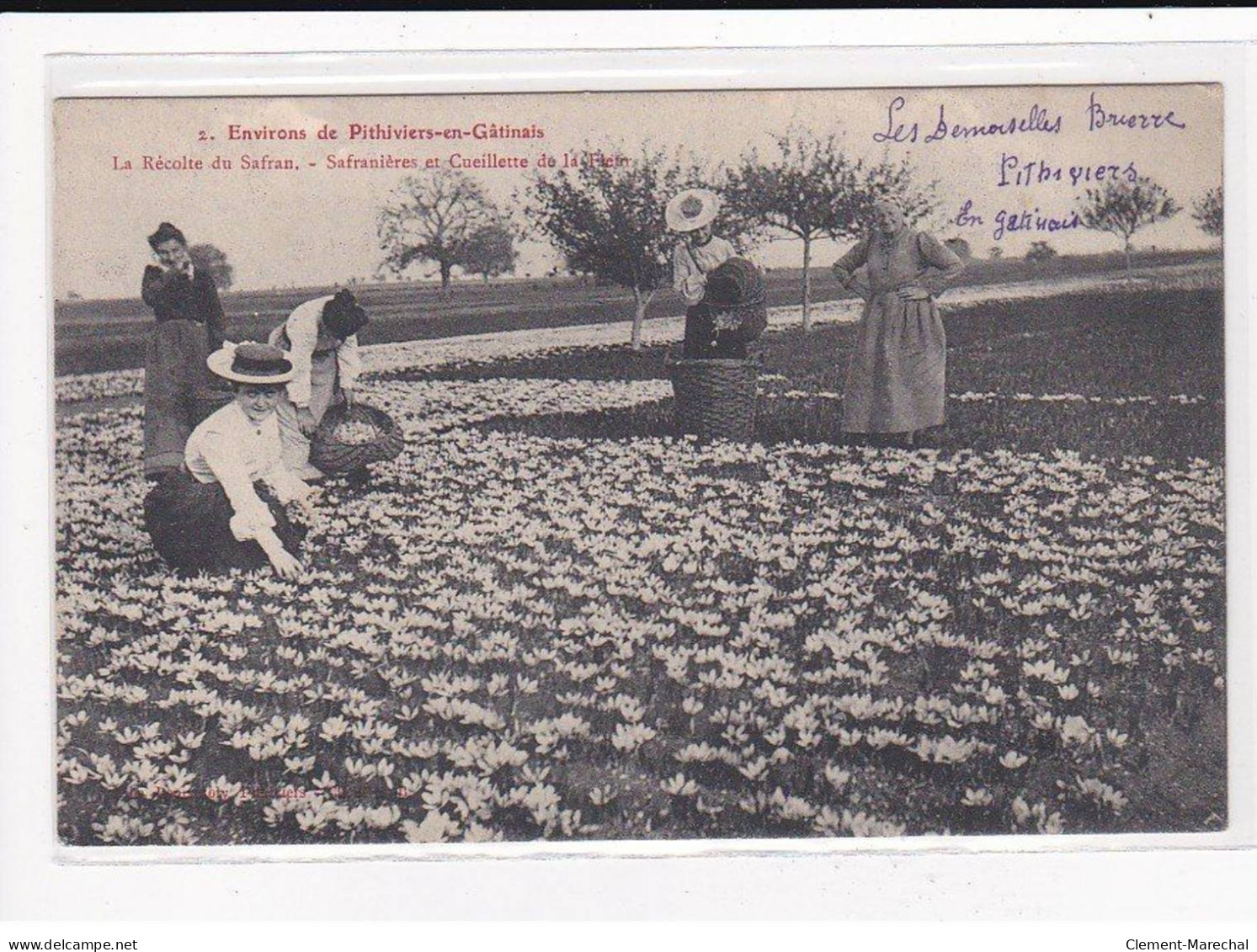 PITHIVIERS : La Récolte Du Safran, Safranières Et Cueillette De La Fleur - Très Bon état - Pithiviers