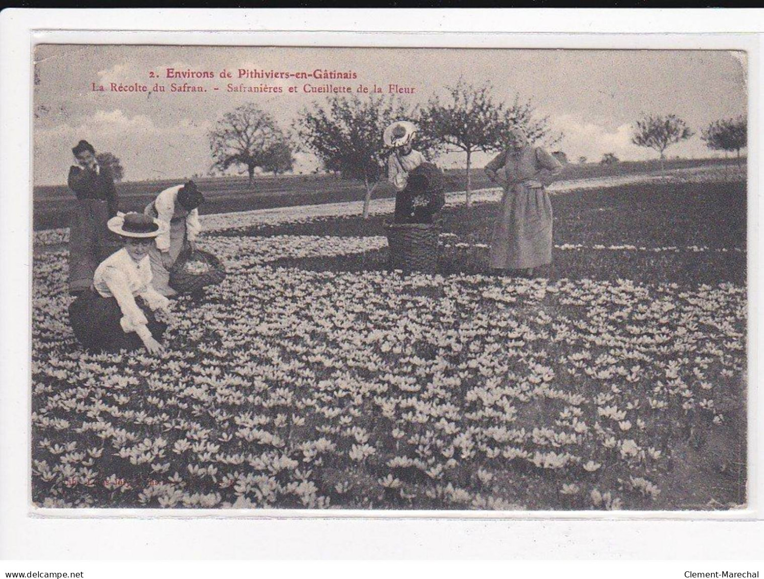 PITHIVIERS : La Récolte Du Safran, Safranière En Cueillette De La Fleur - Très Bon état - Pithiviers