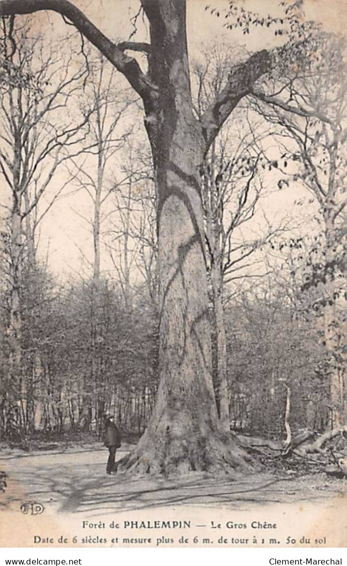 Forêt De PHALEMPIN - Le Grox Chêne - Très Bon état - Sonstige & Ohne Zuordnung