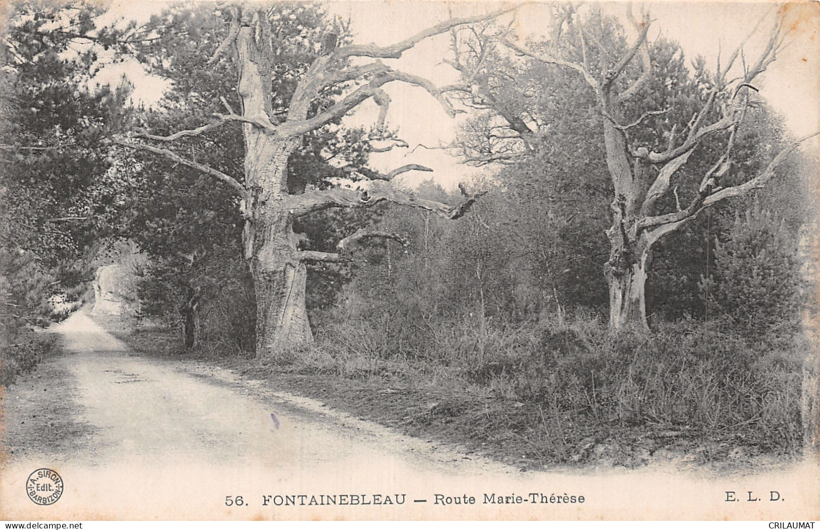 77-FONTAINEBLEAU ROUTE MARIE THERESE-N°T5157-C/0371 - Fontainebleau