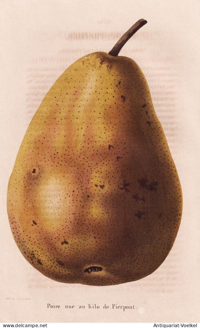 Poire Une Au Kilo De Pierpont - Birne Pear Birnbaum Birnen / Obst Fruit / Pomologie Pomology / Pflanze Planzen - Prints & Engravings