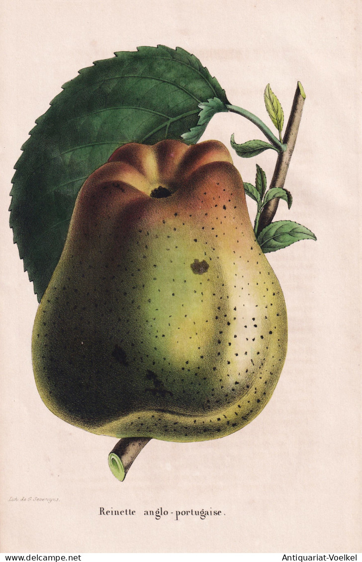 Reinette Anglo-portugaise - Pomme Apfel Apple Apples Äpfel / Obst Fruit / Pomologie Pomology / Pflanze Planze - Stiche & Gravuren