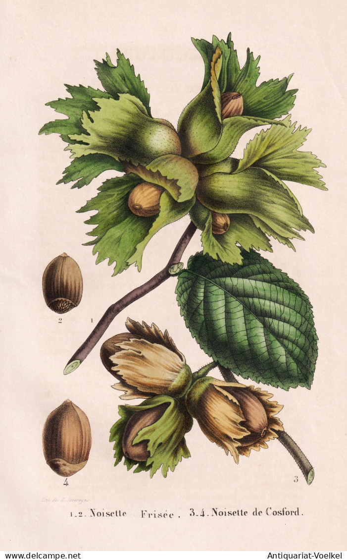 Noisette Frisee - Noisette De Cosford - Nuss Haselnuss Hazelnut Nut / Pflanze Planzen Plant Plants / Botanical - Stiche & Gravuren
