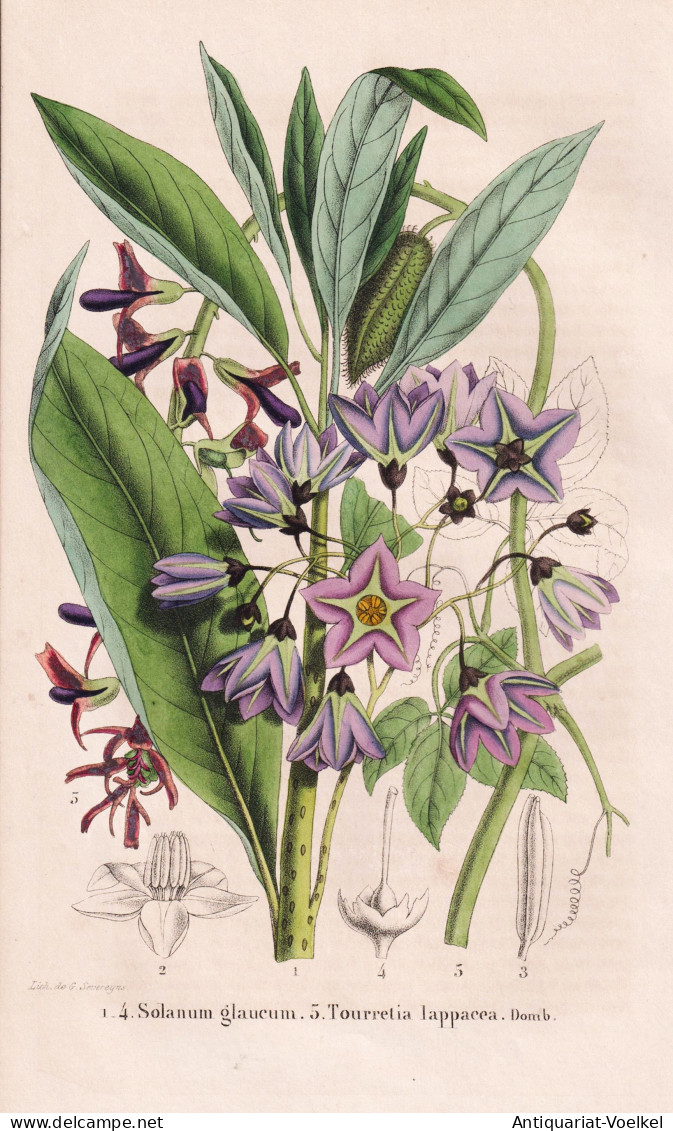 Solanum Glaucum - Tourretia Lappacea - Nachtschatten Nightshade / Panama Guatemala Bolivia / Flower Blume Flow - Prints & Engravings