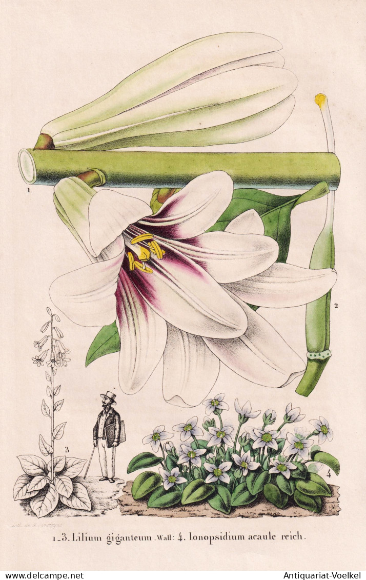 Lilium Giganteum - Ionopsidium Acaule Reich. - Lily Lilie / Flower Blume Flowers Blumen / Pflanze Planzen Plan - Prenten & Gravure