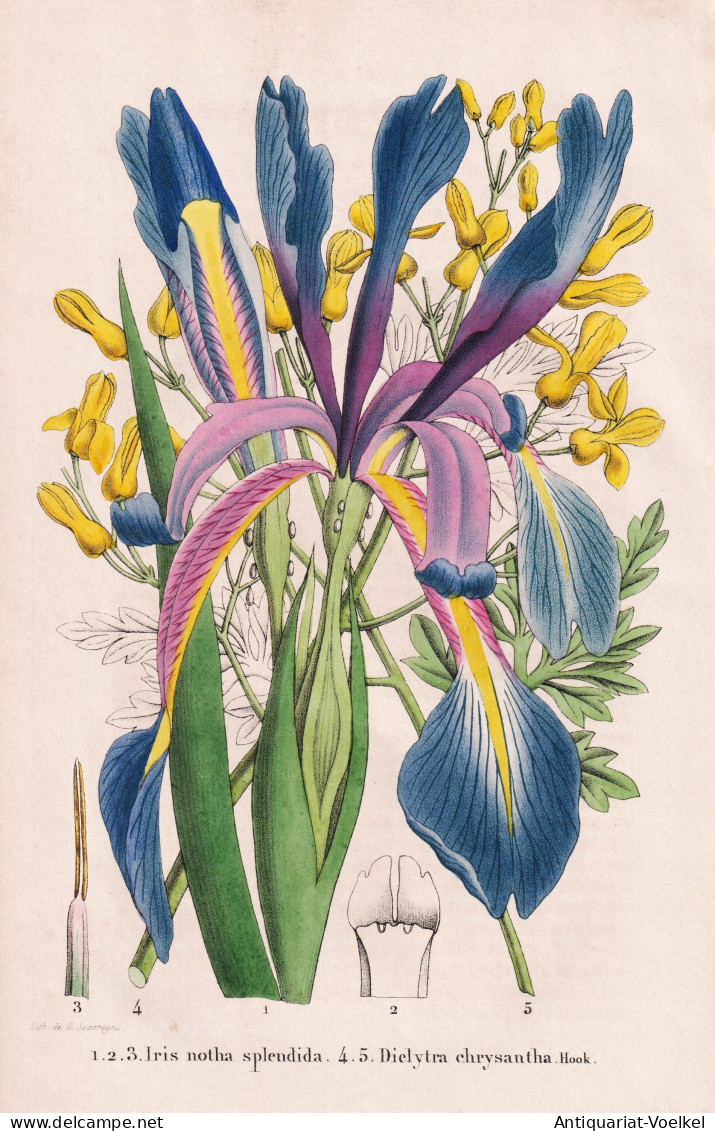 Iris Notha Splendida - Dielytra Chrysantha - Schwertlilie / Ehrendorferia Chrysantha Goldene Ohrentropfen / Ca - Estampas & Grabados