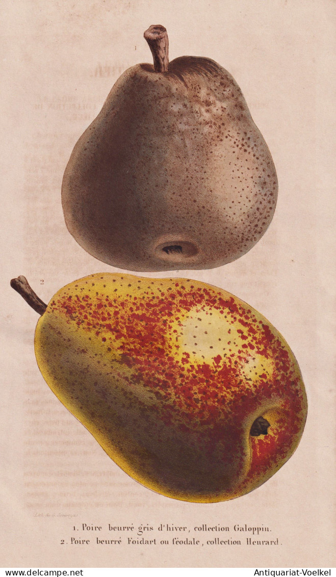 Poire Beurre Gris D'hiver, Collection Galopin - Birne Pear Birnbaum Birnen / Obst Fruit / Pomologie Pomology / - Stiche & Gravuren