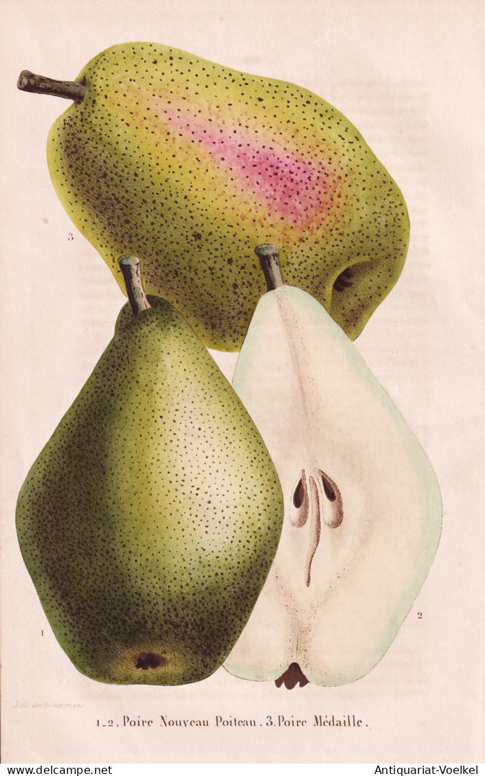Poire Nouveau Poiteau - Poire Medaille - Birne Pear Birnbaum Birnen / Obst Fruit / Pomologie Pomology / Pflanz - Estampes & Gravures