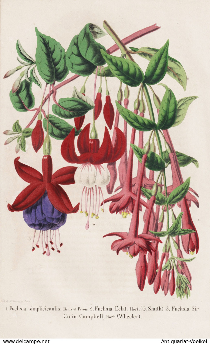 Fuchsia Simplicicaulis - Fuchsia Eclat. .. - Fuchsie Fuchsien / Flower Blume Flowers Blumen / Pflanze Planzen - Estampes & Gravures