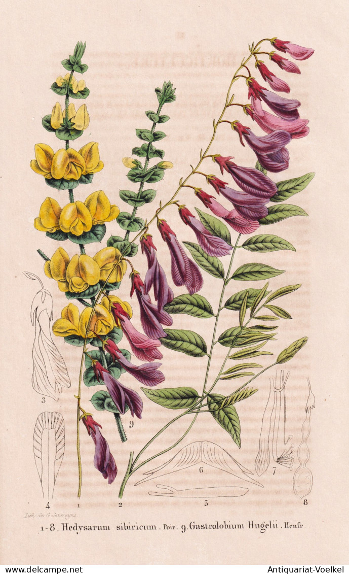 Hedysarum Sibiricum - Gastrolobium Hugelii - China / Flower Blume Flowers Blumen / Pflanze Planzen Plant Plant - Prints & Engravings