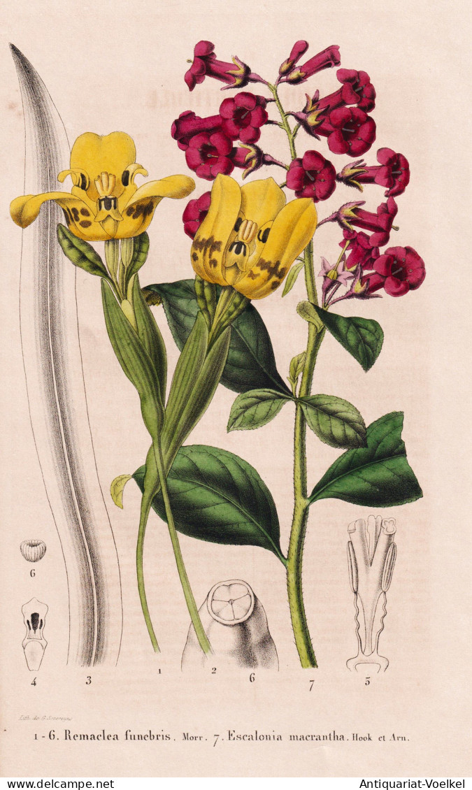 Remaclea Funebris - Escalonia Macrantha - Andenstrauch / Flower Blume Flowers Blumen / Pflanze Planzen Plant P - Estampes & Gravures