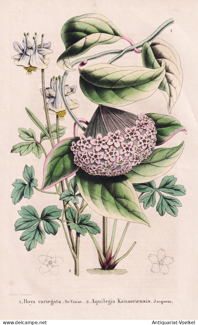 Hoya Variegata - Aquilegia Kanaoriensis -  Porzellanblume / Himalaya China Japan Indien India / Flower Blume F - Estampes & Gravures