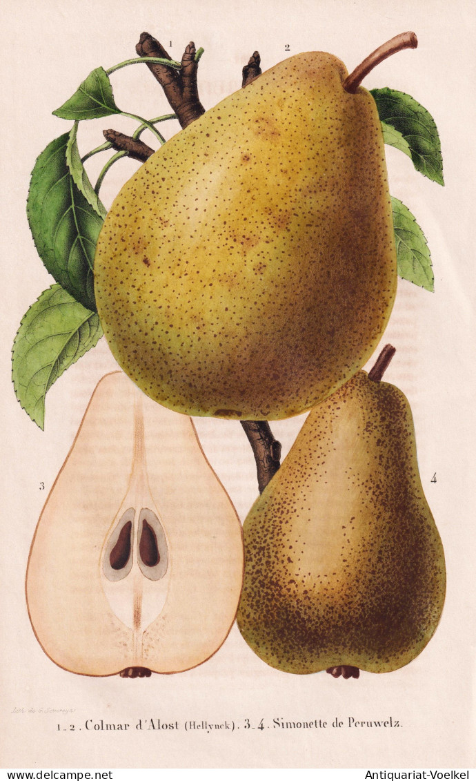 Colmar D'Alost - Simonette De Peruwelz - Poire Birne Pear Birnbaum Birnen / Obst Fruit / Pomologie Pomology / - Prenten & Gravure
