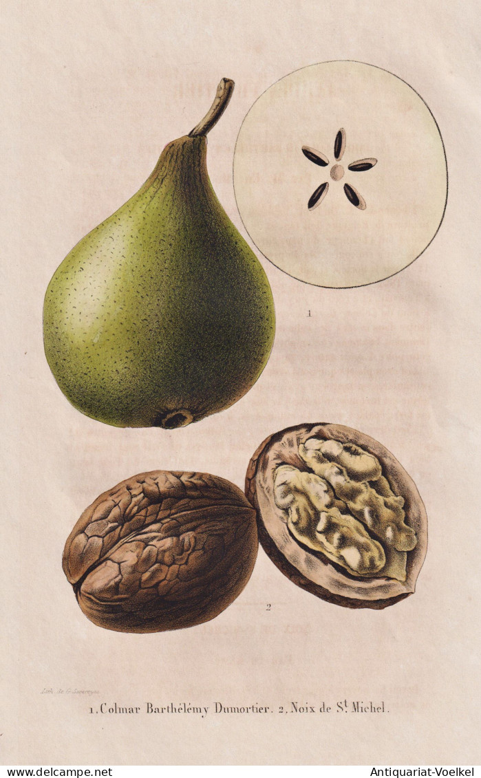 Colmar Barthelemy Dumortier - Noix De St. Michael - Birne Pear Birnbaum Birnen / Obst Fruit / Pomologie Pomolo - Prints & Engravings