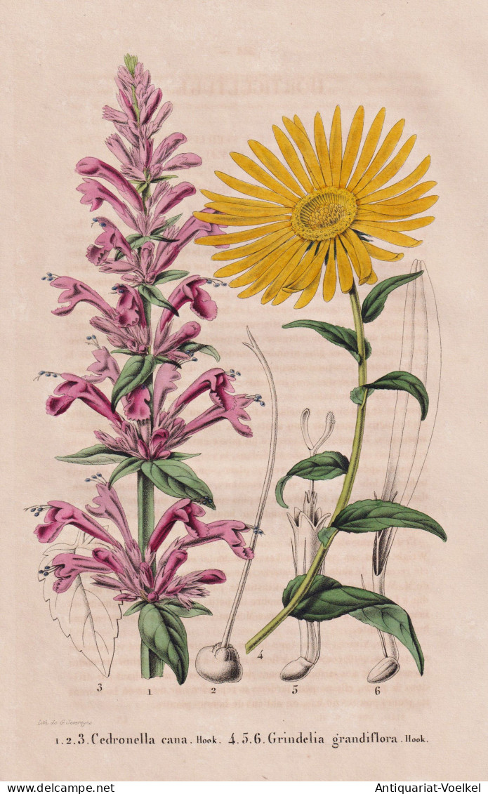 Cedronella Cana - Grindelia Grandiflora - New Mexico America Amerika / Texas / Flower Blume Flowers Blumen / P - Prints & Engravings