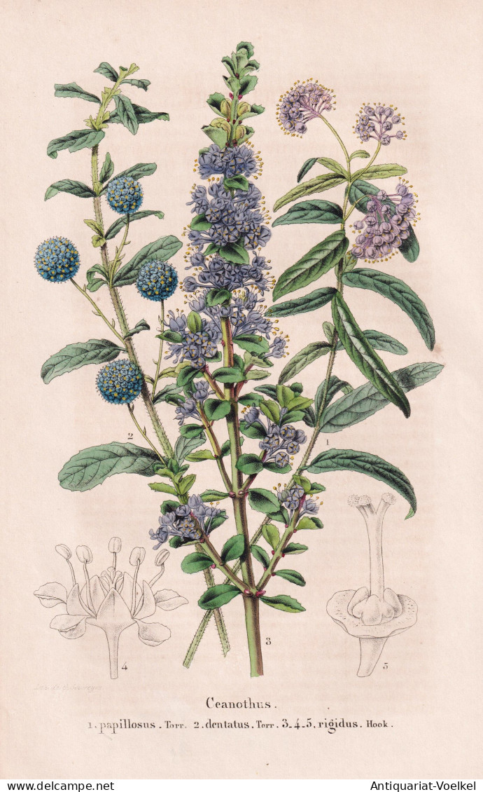 Ceanothus Papillosus - Dentatus - Rigidus - California Kalifornien / Flower Blume Flowers Blumen / Pflanze Pla - Estampes & Gravures