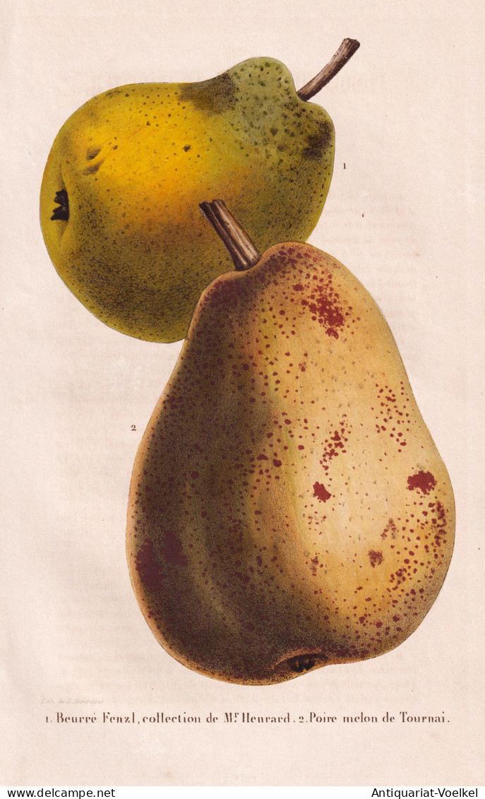 Beurre Fenzl, Collection De Mr. Henrard - Poire Melon De Tournai - Birne Pear Birnbaum Birnen / Obst Fruit / P - Prints & Engravings
