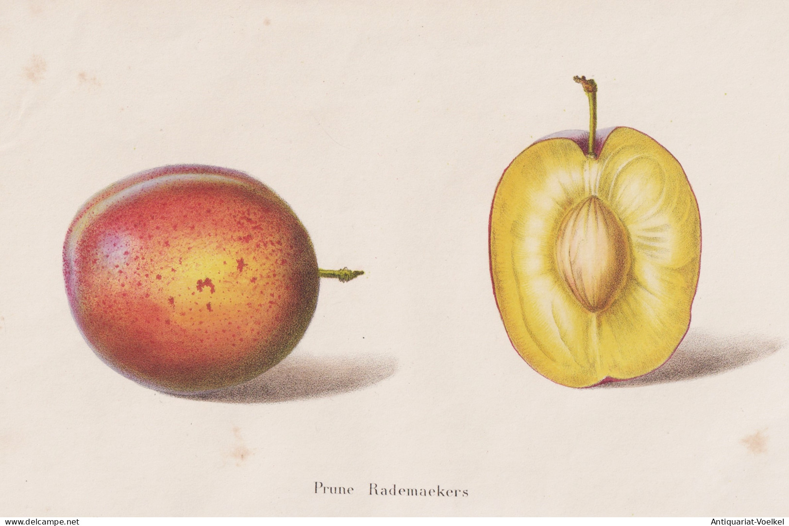 Prunes Rademaekers - Prunus Pflaume Zwetschge Plum Pflaumen Plums / Obst Fruit / Pomologie Pomology / Pflanze - Estampes & Gravures