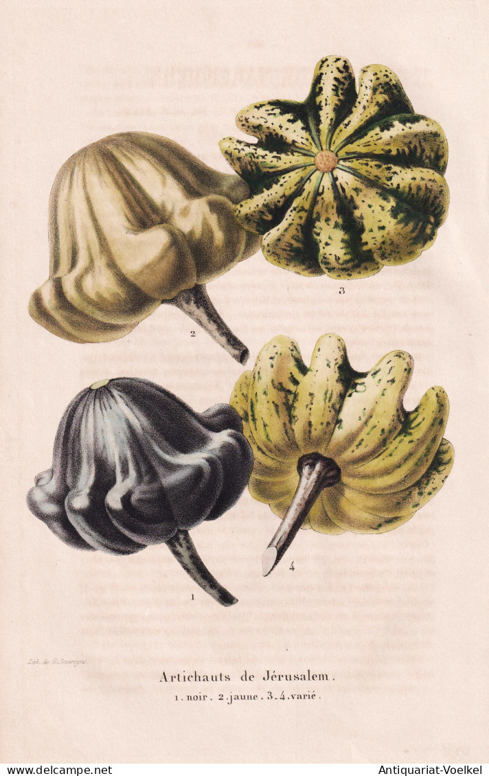 Artichauts De Jerusalem - Kürbis Zierkürbis Pumpkin / Pomologie Pomology / Pflanze Planzen Plant Plants / Bo - Prenten & Gravure
