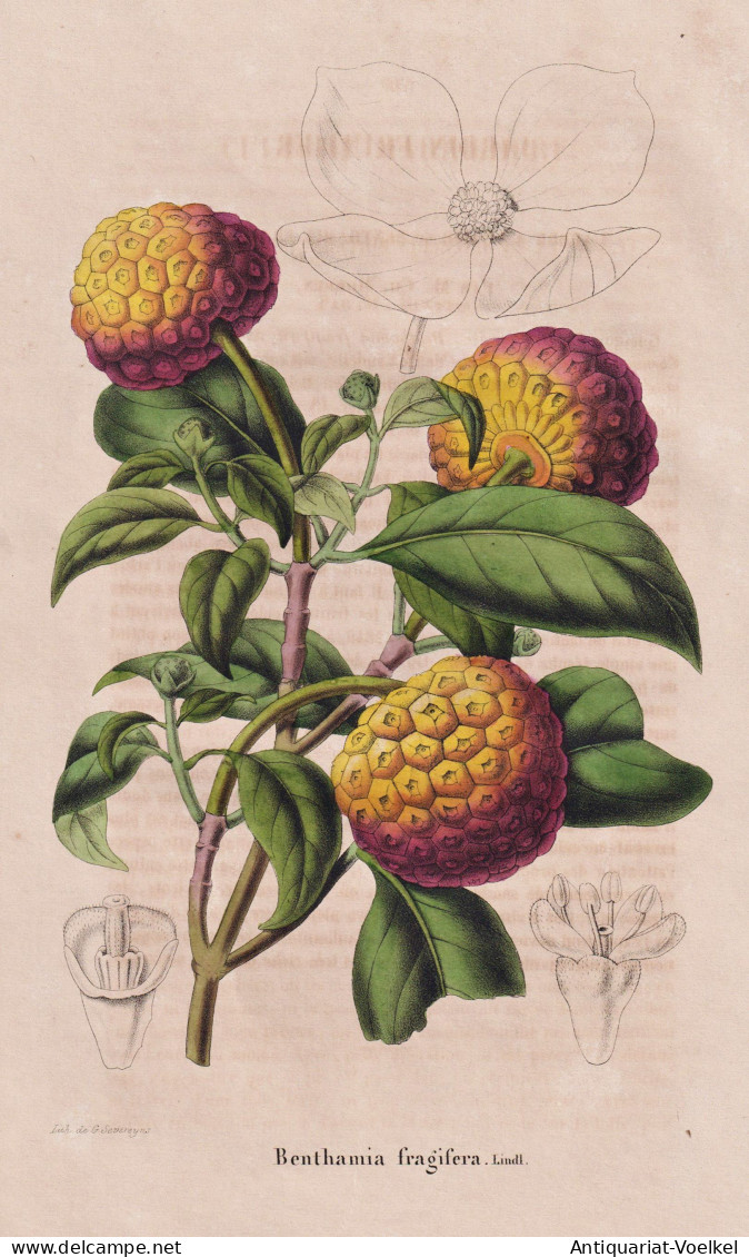 Benthamia Fragifera - Cornus Capitata Bentham's Cornel Dogwood / Pflanze Planzen Plant Plants / Botanical Bota - Prints & Engravings