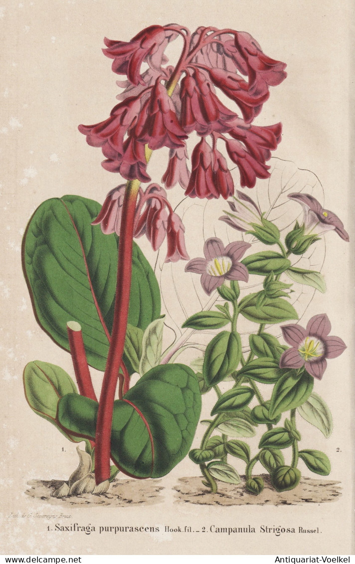 Saxifraga  Purpurascens - Steinbrech / Himalaya / Flower Blume Flowers Blumen / Pflanze Planzen Plant Plants / - Prenten & Gravure