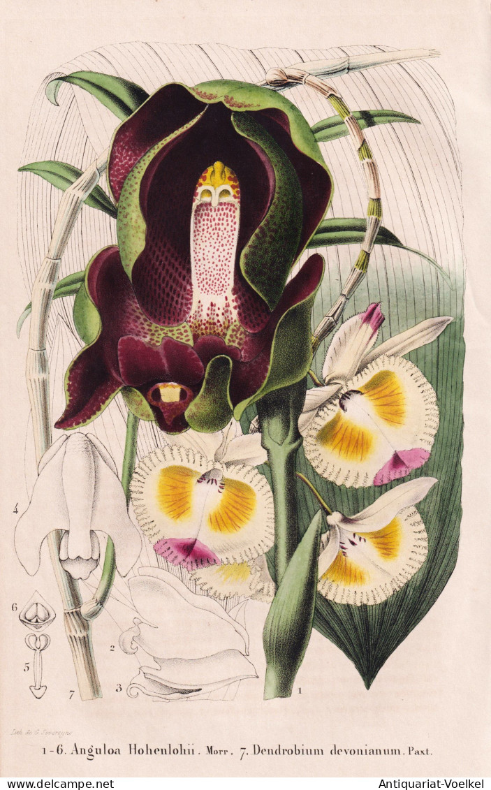 Anguloa Hohenlohii - Dendrobium Devonianum - Orchidee Orchid / Colombia Kolumbien East-Indies / Flower Blume F - Prints & Engravings