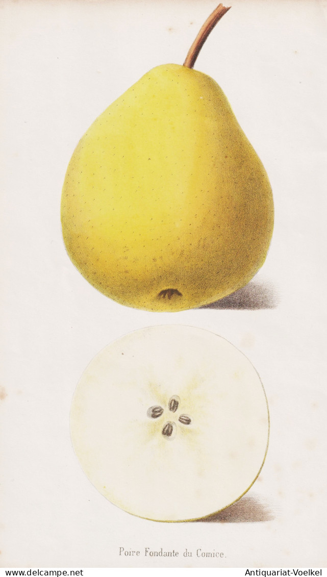 Poire Fondante Du Comice - Poire Birne Pear Birnbaum Birnen / Obst Fruit / Pomologie Pomology / Pflanze Planze - Prints & Engravings