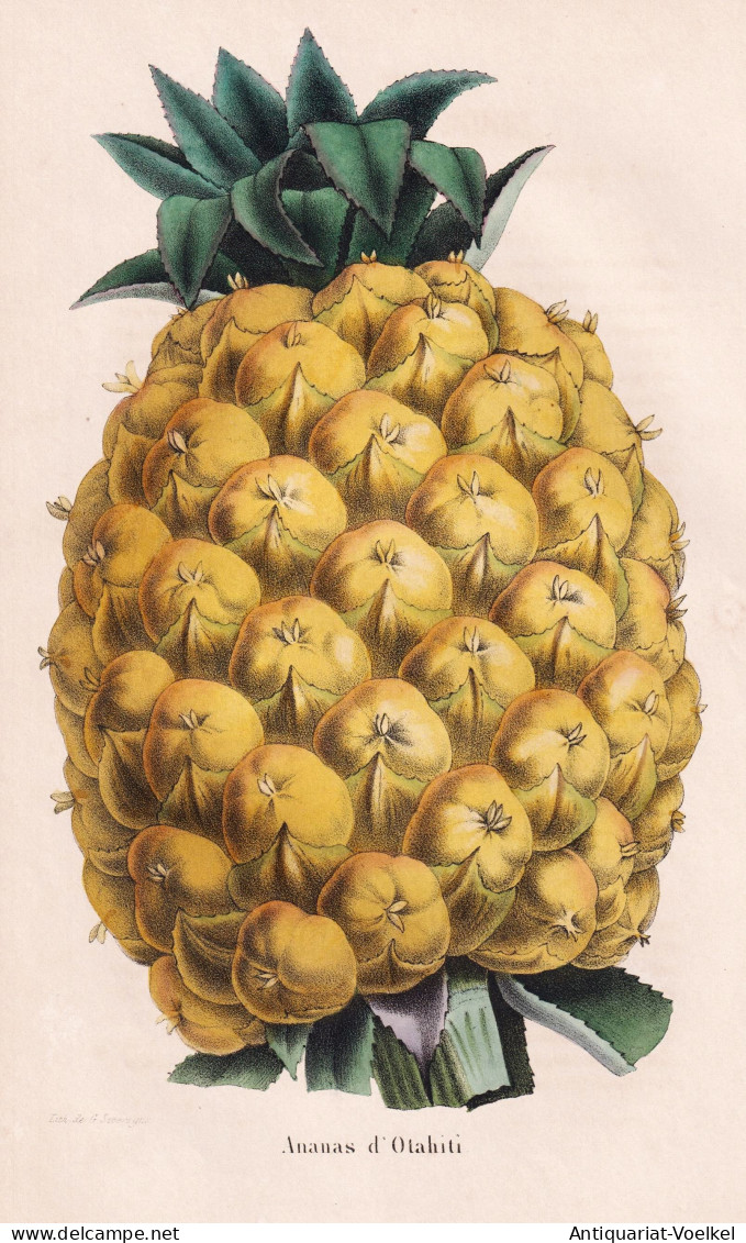 Ananas D'Otahiti - Pineapple Tahiti / Obst Fruit / Pomologie Pomology / Pflanze Planzen Plant Plants / Botanic - Stiche & Gravuren