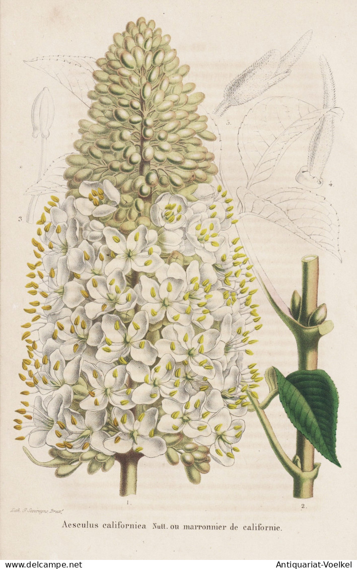 Aesculus Californiea - California Kalifornien / Flower Blume Flowers Blumen / Pflanze Planzen Plant Plants / B - Prints & Engravings