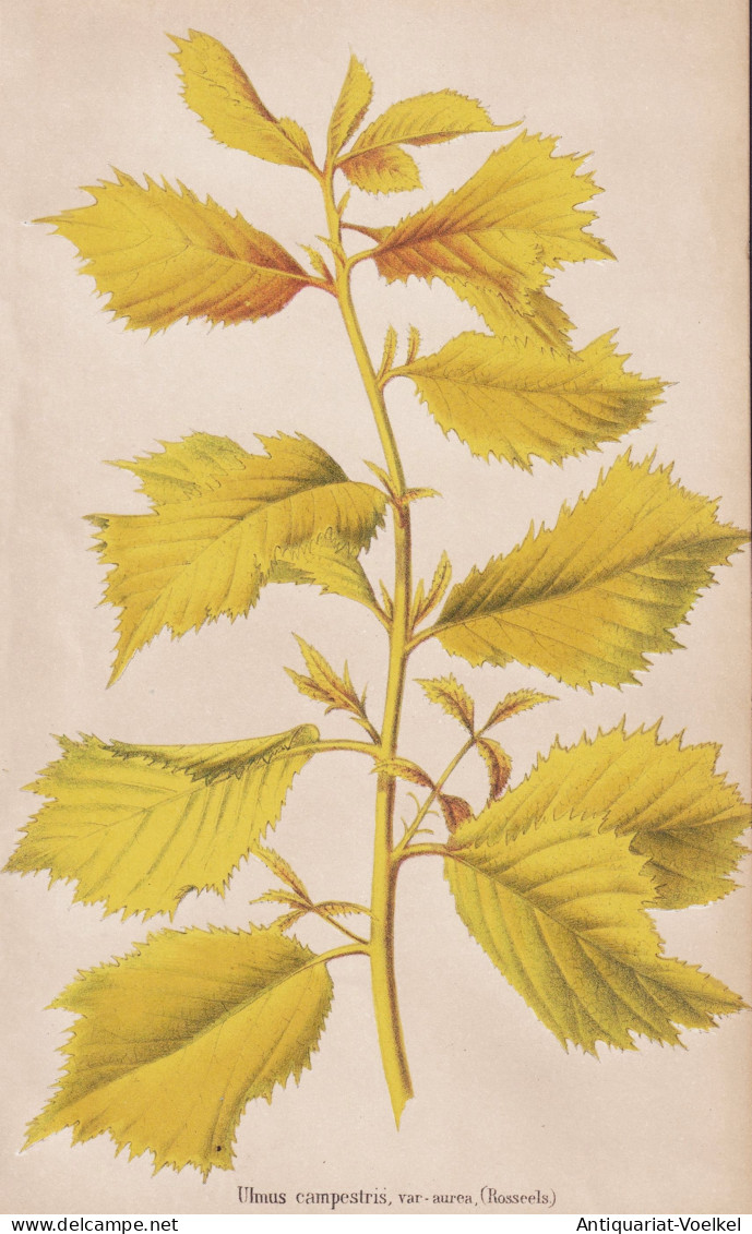 Ulmus Campestris, Var-aurea - Feldulme Field Elm Ulme / Flower Blume Flowers Blumen / Pflanze Planzen Plant Pl - Prints & Engravings