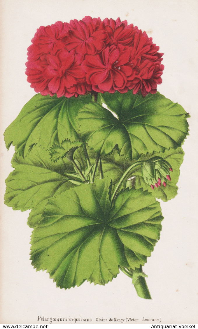 Pelargonium Inquinans - Geranie Geranium Pelargonien / Flower Blume Flowers Blumen / Pflanze Planzen Plant Pla - Prints & Engravings