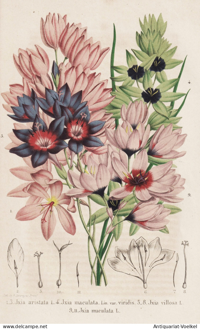 Ixia Aristata - Ixia Maculata - Ixia Villosa - Ixie Klebschwertel Mistelblume Corn Lily Lilie / South Africa S - Estampes & Gravures