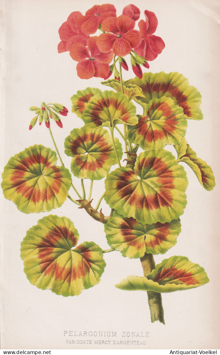 Pelargonium Zonale - Geranie Geranium Pelargonien / Flower Blume Flowers Blumen / Pflanze Planzen Plant Plants - Prints & Engravings