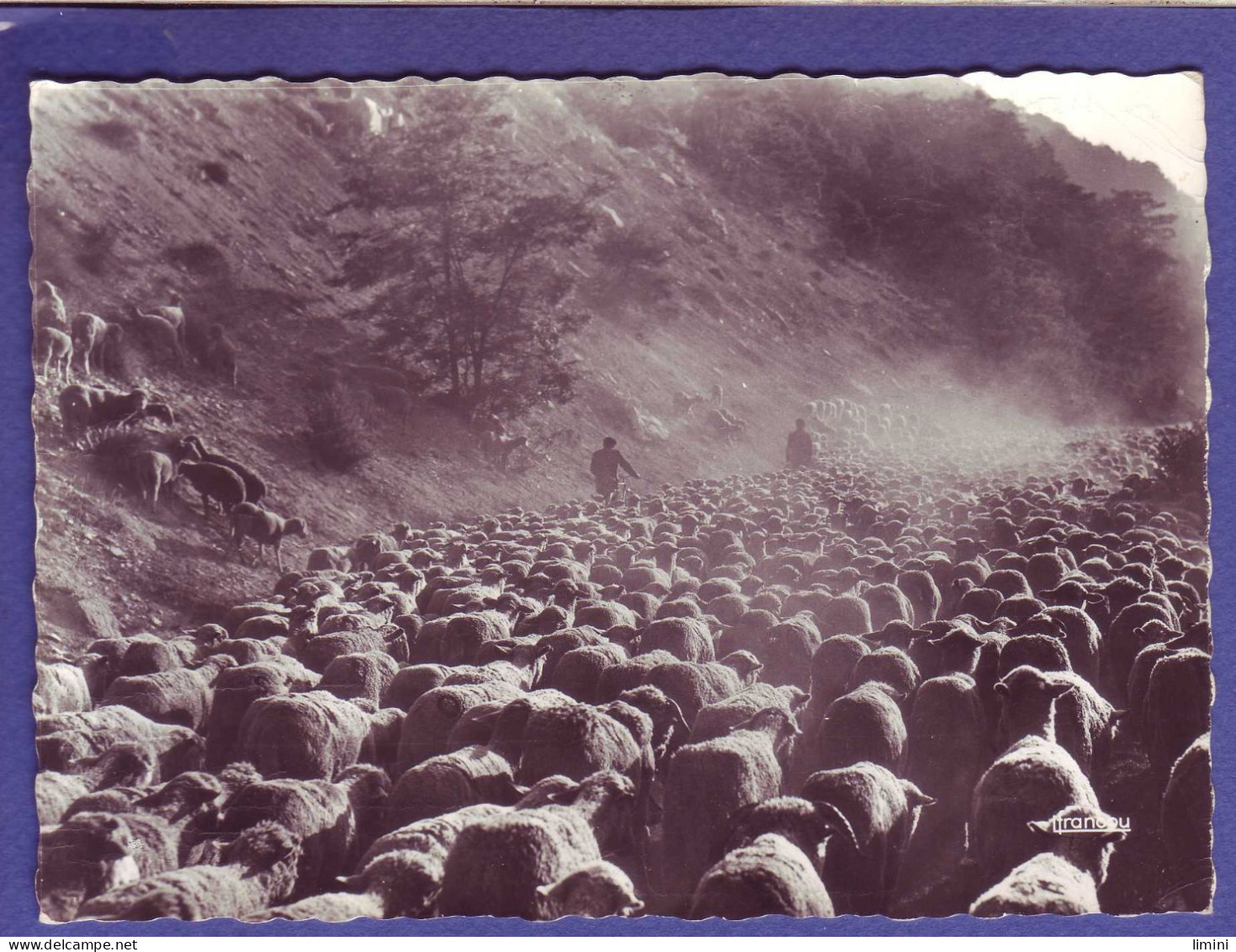 05 - BRIANCON - TRANSHUMANCE -  - Briancon