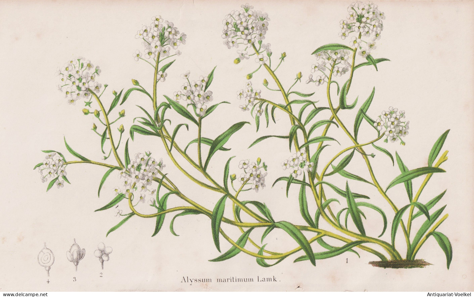 Alyssum Maritimum - Strand-Silberkraut Sweet Alison Steinkraut Duftsteinrich / Flower Blume Flowers Blumen / P - Prints & Engravings