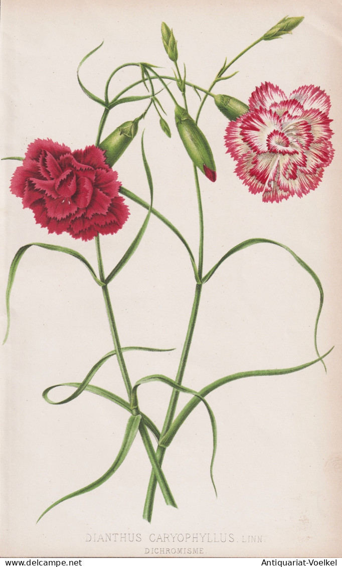 Dianthus Caryophyllus - Landnelke Nelke Carnation Clove Pink / Flower Blume Flowers Blumen / Pflanze Planzen P - Stiche & Gravuren