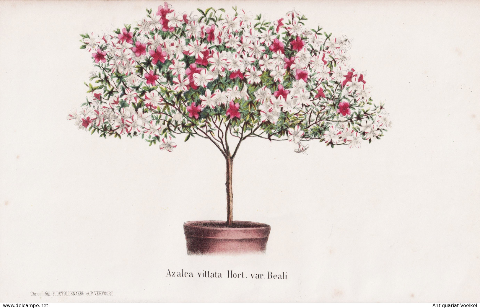 Azalea Vittata Hort. Var. Beali - China / Azalea Rhododendron Rhododendren / Flower Blume Flowers Blumen / Pfl - Stiche & Gravuren