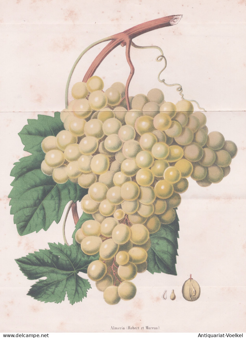 Almeria (Robert Et Moreau) - Wein Wine Grapes Weintrauben Trauben / Obst Fruit / Pomologie Pomology / Pflanze - Estampes & Gravures
