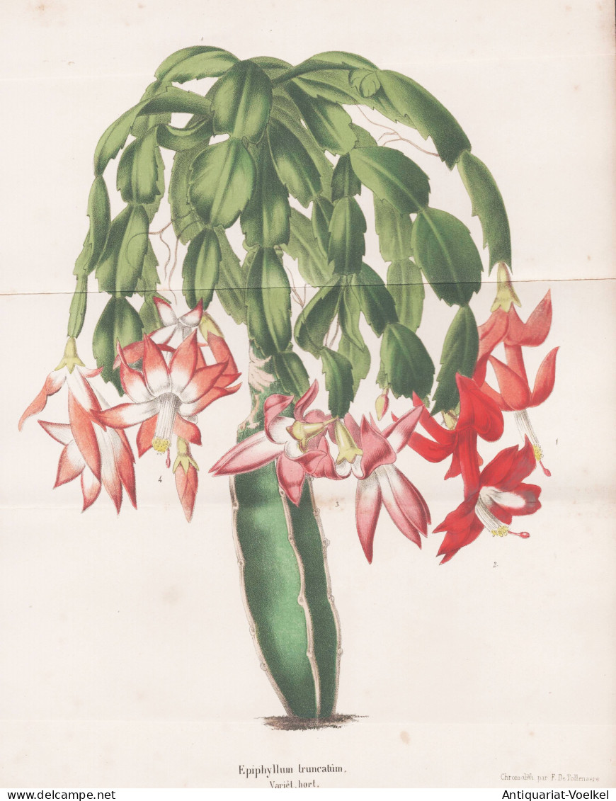 Epiphyllum Truncatum - Schlumbergera Truncata Kakteen Kaktus Cactus / Brazil Brasil Brasilien / Flower Blume F - Estampes & Gravures