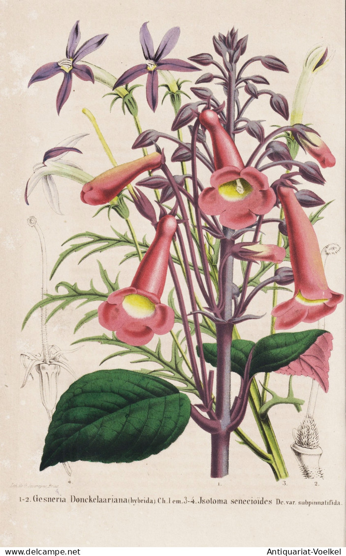 Gesneria Donckelaariana - Jsotoma Senecioides - Gloxinia / Flower Blume Flowers Blumen / Pflanze Planzen Plant - Estampes & Gravures