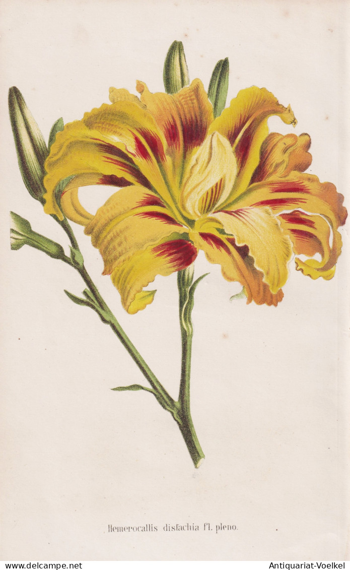 Hemerocallis Distachia Fl. Pleno - Taglilien Taglilie Day Lily Lilies / Nepal / Flower Blume Flowers Blumen / - Prints & Engravings