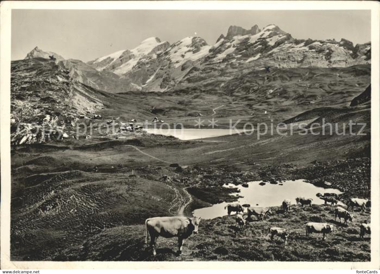 11696347 Frutt Melchsee Kuehe Blausee Melchsee-Frutt - Sonstige & Ohne Zuordnung