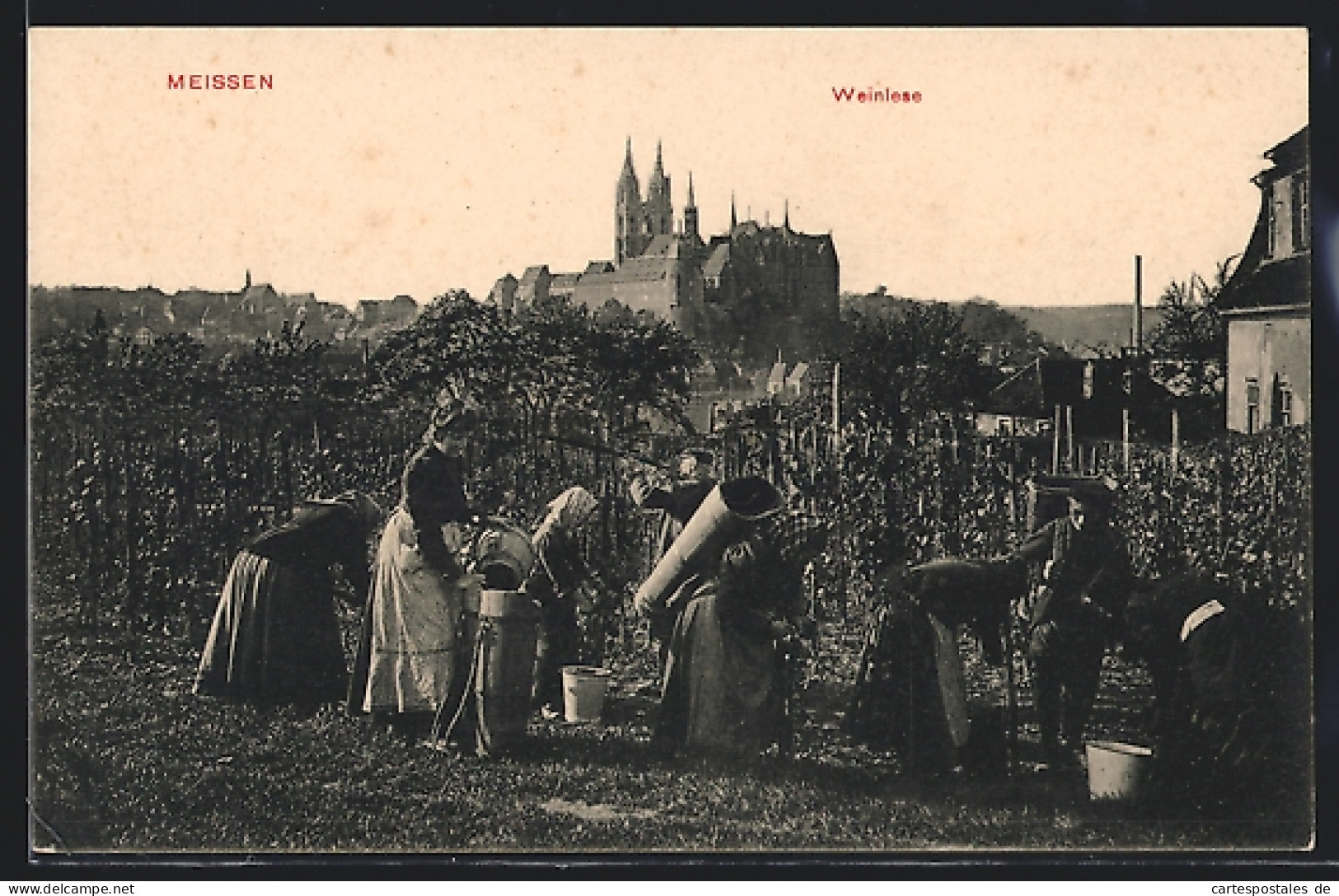 AK Meissen, Weinlese  - Vines