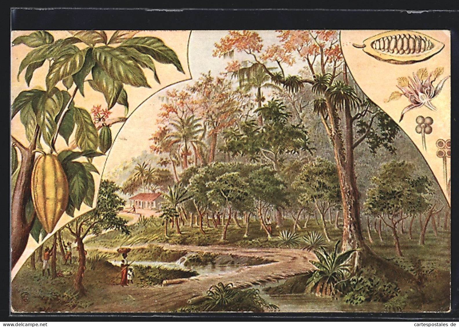 AK Kakaopflanzen, Landschaftsmotiv  - Cultures