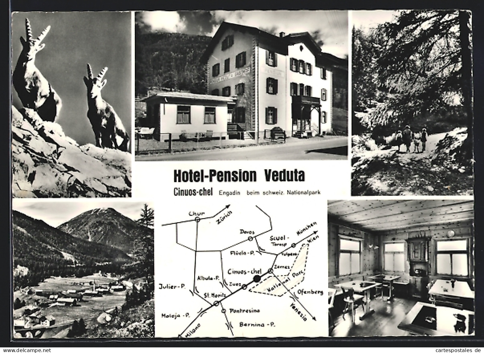 AK Cinuos-Chel / Engadin, Hotel Pension Veduta, Innenansicht, Gämse, Landkarte Mit München, Pontresina Und Chur  - Pontresina